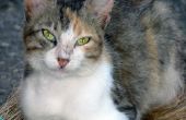 Natuurlijke Home Remedies voor de behandeling van een wond op een kat