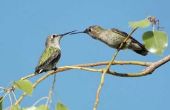 Hoe de zorg voor een Baby Hummingbird
