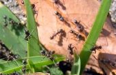 Hoe maak je een zelfgemaakte Ant remedie met Borax