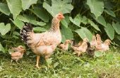 Hoe krijg ik een lening van de boerderij voor de productie van kippen