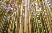 Bamboe vloeren & termieten