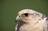 Waarom zijn roofvogels belangrijk voor ecologie?