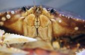 Tips voor het vangen van Blue krabben in Louisiana