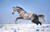 Hoe een paard om Warm te houden in de Winter