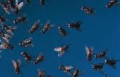 Gemeenschappelijke insecten in Michigan in juli