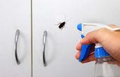 Huishoudelijke artikelen die kakkerlakken doden
