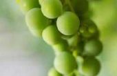 Zijn Self-Pollinating druiven?