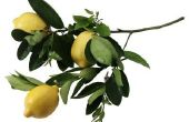 U citroenbomen die al Fruit snoeien?