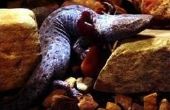 Over de levenscyclus van de salamander