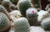 Hoe om te groeien cactussen uit zaad