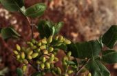 How to Grow pimpernoten (pistaches)