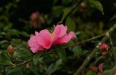 Camellia blad ziekten