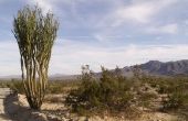 Interessante feiten over de woestijn planten