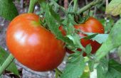 Hoe zijn tomaat zaad verspreid?
