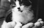 Hoe te stoppen met een Kitten uit zuigen op handen & vingers