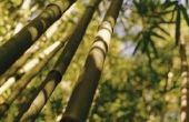 Insecten die in bamboe leven