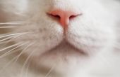 Nasale kanker bij katten