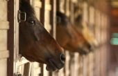 Tekenen & symptomen van nieraandoeningen in paarden