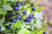 Hoe te planten Blueberry struiken