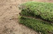 How to Plant Sod in Texas