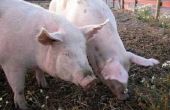 Hoe ontwormen van varkens voor interne parasieten