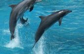 Hoe zijn dolfijnen belangrijk voor de mens?