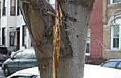 Hoe te repareren van een Split-boom