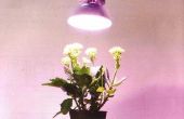 Hoe met halogeen verlichting om te groeien planten