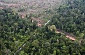 De gevolgen van de ontbossing op dieren