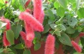 How to Care for Chenille opknoping Plant