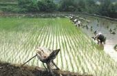 Delen van een Plant rijst