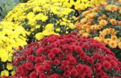 How to Plant Mums