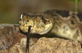 Slangen in Noord Illinois gevonden