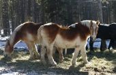 Hoe de zorg voor een Belgisch paard