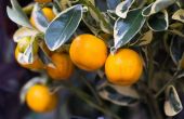 Beste Citrus bomen te planten in Containers