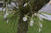 Hoe orchideeën aan bomen koppelen