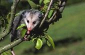 Hoe herken ik het geslacht van een Possum