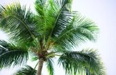 Californië palmbomen & kevers