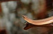 How to Get Rid van Kousenband slangen in uw huis