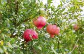 Hoe de zorg voor granaatappel bomen