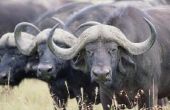 Hoe te poetsen een Water Buffalo hoorn