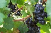 Waarom onze wijnstokken niet produceren Fruit?