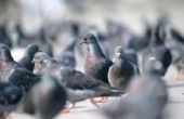 Hoe weet u of duiven zijn mannelijk of vrouwelijk