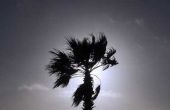 Soorten palmbomen in Californië