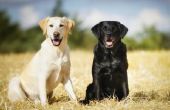 Verschil tussen vrouwelijke & mannelijke Labrador Retrievers