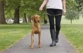 Kunnen dragen nagels van de hond te veel van het lopen op de stoep?