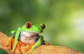 Levenscyclus van de Red Eyed Tree Frog