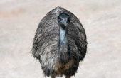 Aanpassingen van de Emu