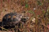 Verschillende soorten schildpadden in Texas