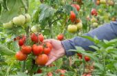 Wanneer om tomaten Plant in Missouri